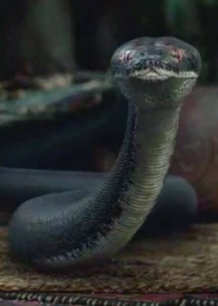 The Incredibly Deadly Viper ("Inky") photo