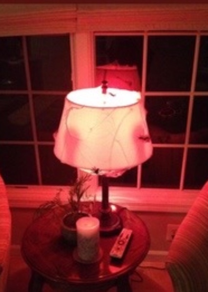 The Lamplighter photo