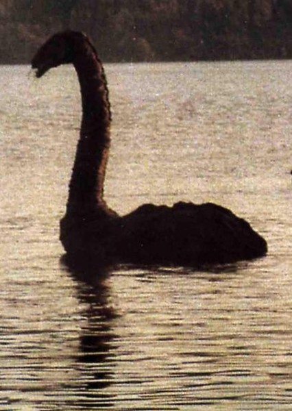 The Loch Ness Monster photo