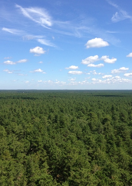 The Pine Barrens