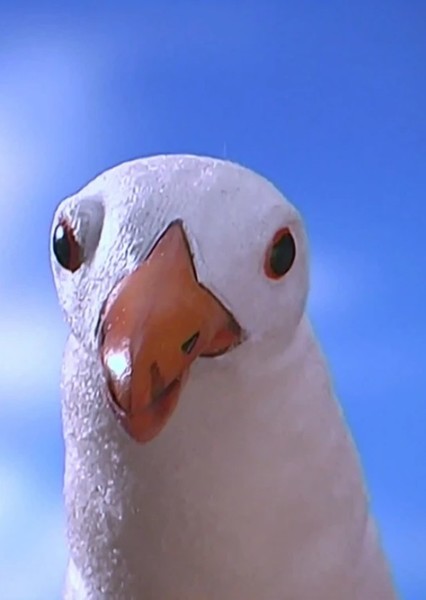 The Seagull Crew photo