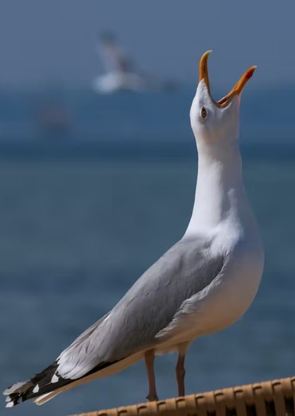 The Seagull Crew photo