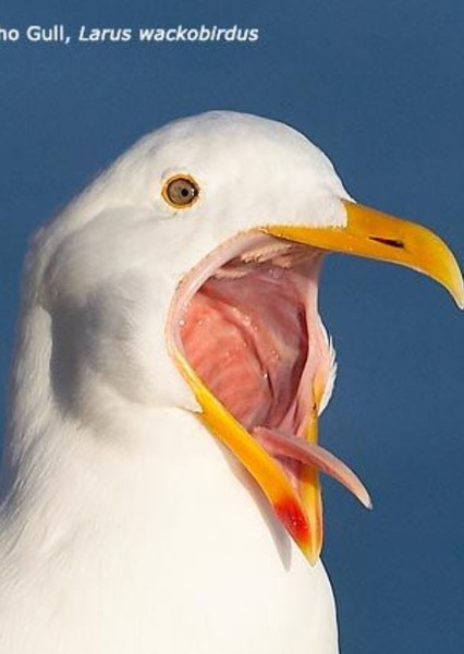 The Seagull Crew photo