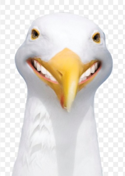 The Seagull Crew photo