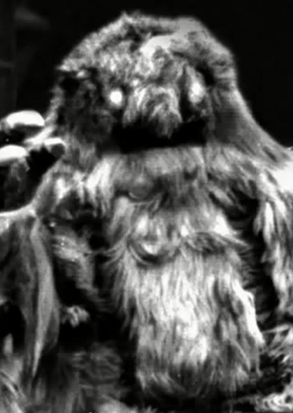 The Yeti photo