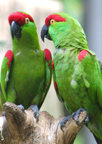 Thick-Billed Parrot