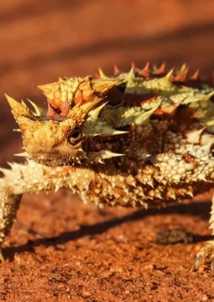 Thorny Devil photo