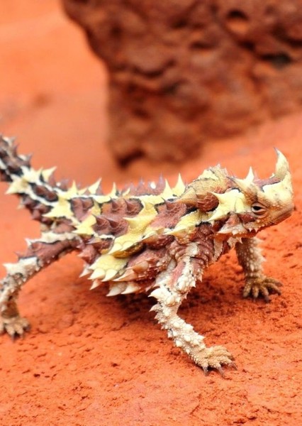 Thorny Devil photo
