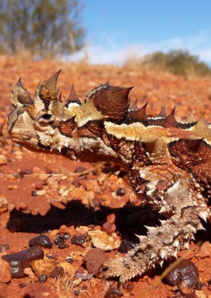 Thorny Devil photo