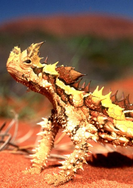 Thorny Devil photo