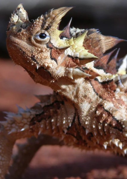 Thorny Devil photo