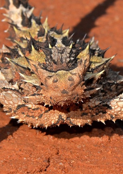 Thorny Devil photo