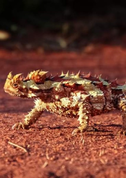 Thorny Devil photo