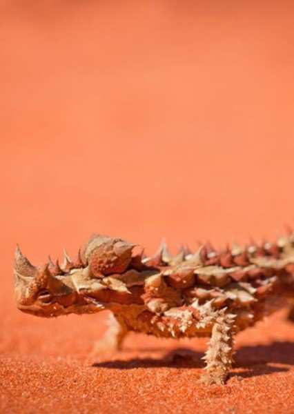 Thorny Devil photo
