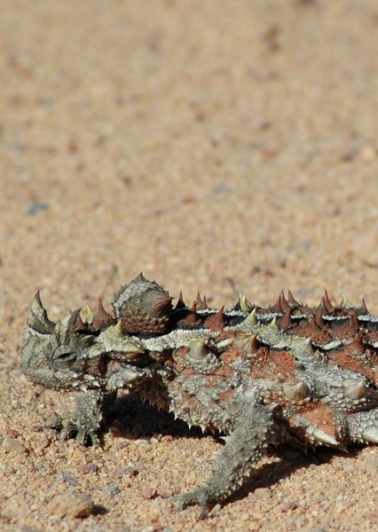 Thorny Devil photo