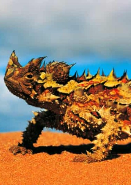Thorny Devil photo