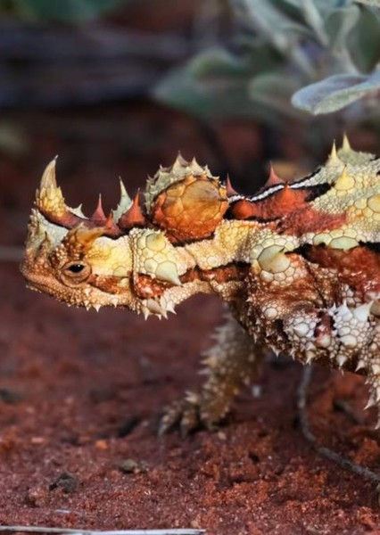 Thorny Devil photo