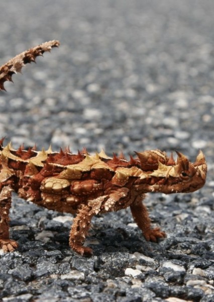 Thorny Devil