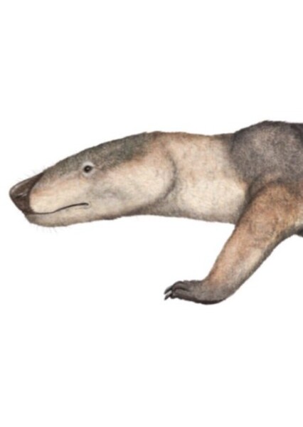 Thrinaxodon
