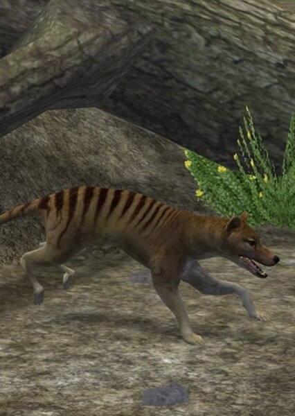 Thylacine photo