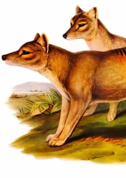 Thylacine photo