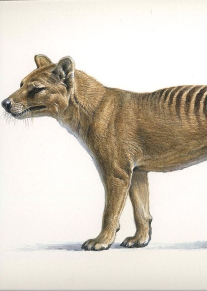 Thylacine photo