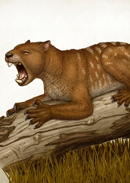 Thylacoleo photo