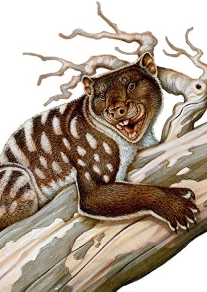 Thylacoleo photo