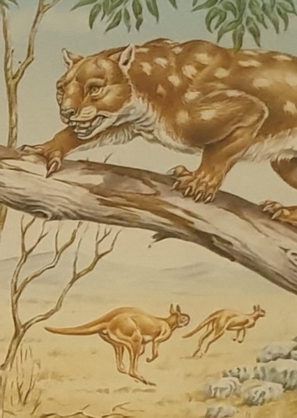 Thylacoleo photo