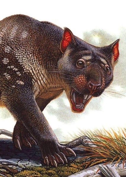 Thylacoleo photo