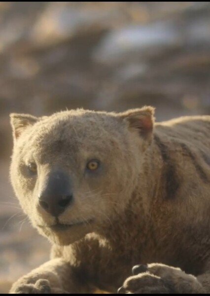 Thylacoleo photo