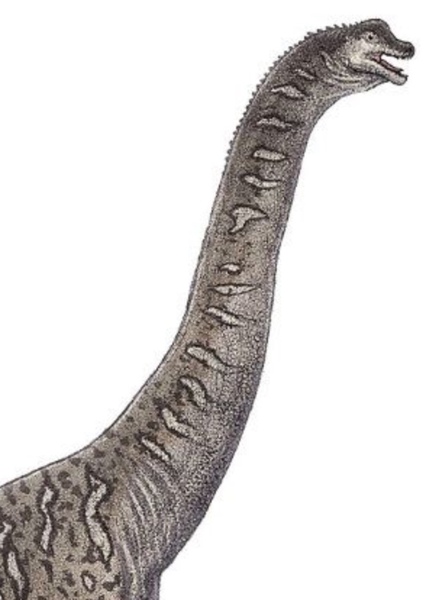 Tienshanosaurus