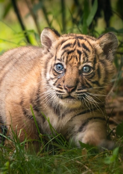 Tiger photo