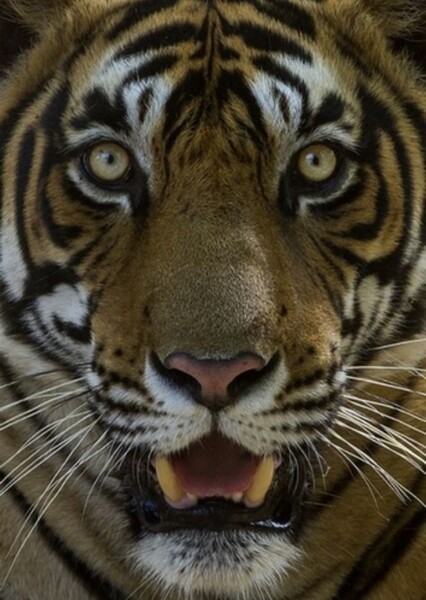 Tiger (Idris Elba) photo