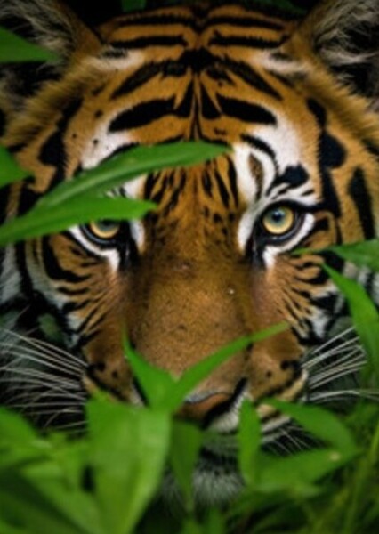 Tiger (Idris Elba) photo