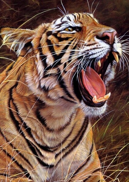 Tiger Roars