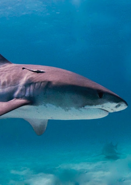 Tiger Shark photo