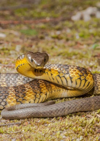 Tiger Snake