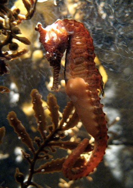 Tiger Snout Seahorse