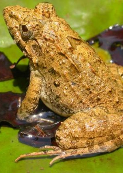 tigrina frog