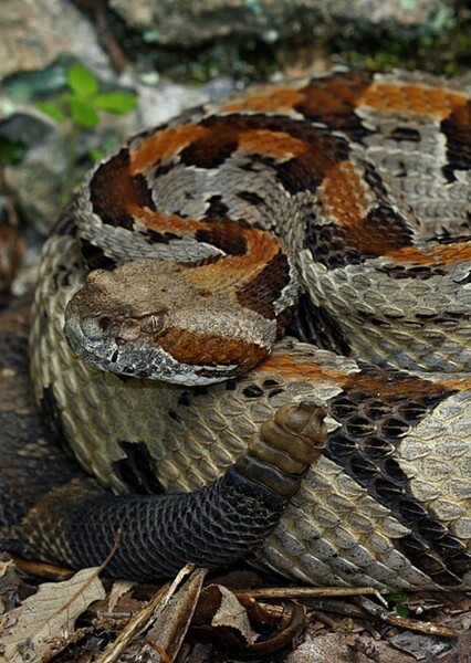 Timber Rattlesnake