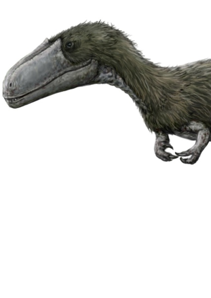 Timurlengia