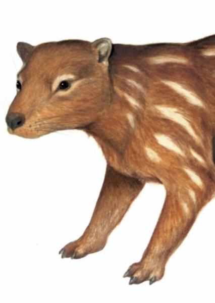 Tingamarra