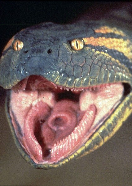 Titanoboa photo
