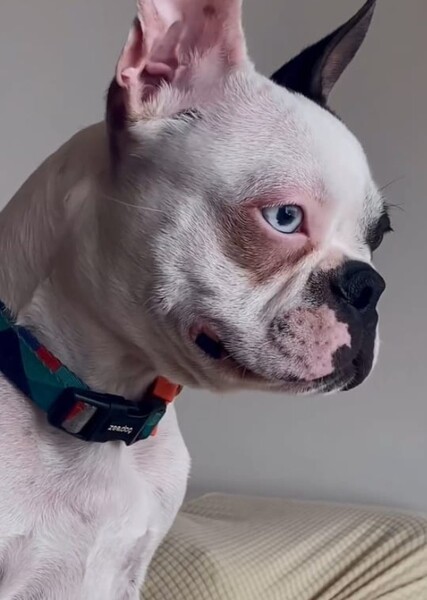 Tokyo (Boston terrier)