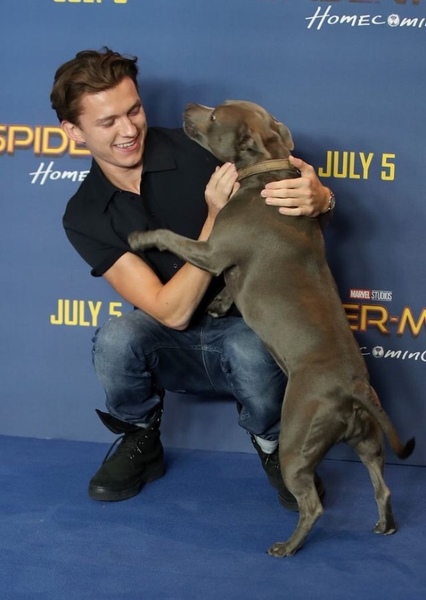 Tom Holland photo