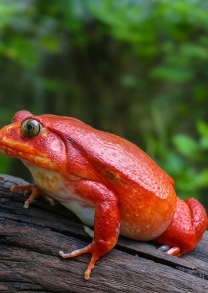Tomato Frog