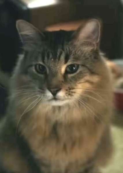 Tonic the Cat