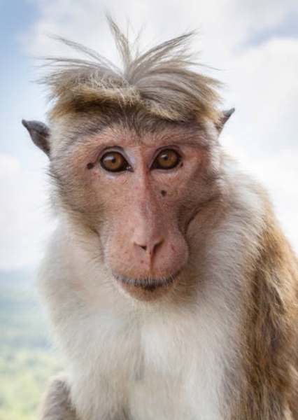 Toque Monkey