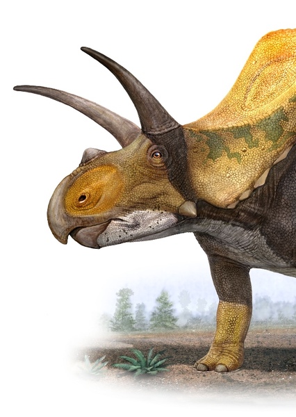 Torosaurus photo